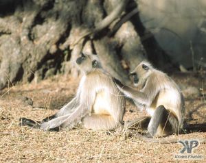 cd1022-s20.jpg - Monkeys