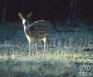 cd1022-s23.jpg - Deer