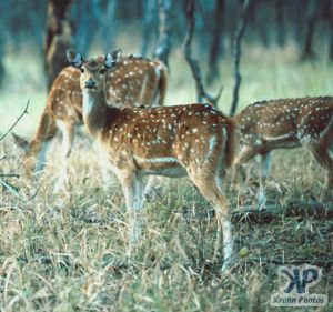 cd1022-s26.jpg - Deer