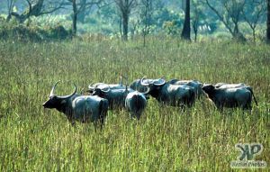 cd1022-s29.jpg - Water Buffalo