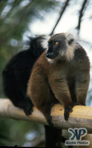 cd80-s01.jpg - Lemur