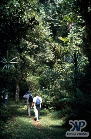 cd80-s25.jpg - Jungle scene