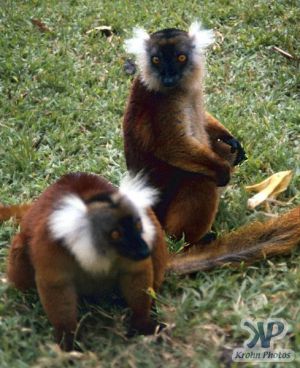 cd80-s36.jpg - Lemur