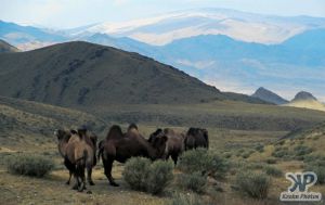 cd65-s12.jpg - Bactrian Camels