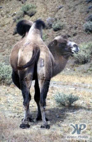 cd65-s19.jpg - Bactrian Camel