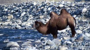 cd65-s25.jpg - Bactrian Camel