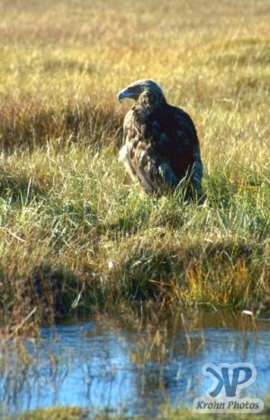 cd66-s30.jpg - Western Mongolia