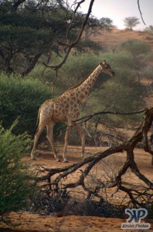 cd10-s06.jpg - Giraffe