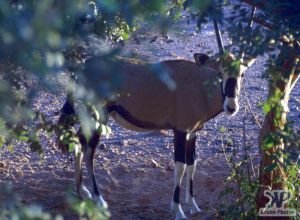 cd10-s29.jpg - A Gemsbok