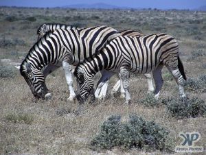 cd110-s01.jpg - Zebras