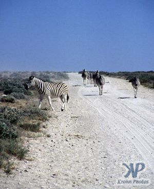 cd110-s03.jpg - Zebras