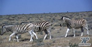 cd110-s04.jpg - Three Zebras