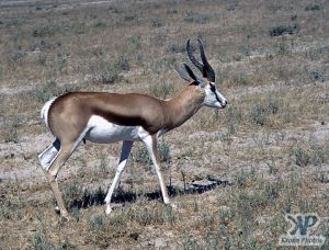 cd110-s05.jpg - Springbok