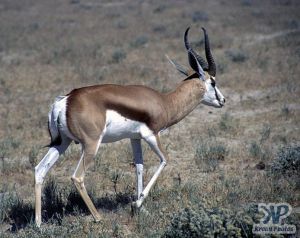 cd110-s06.jpg - Springbok