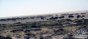 cd110-s08.jpg - A herd of zebras