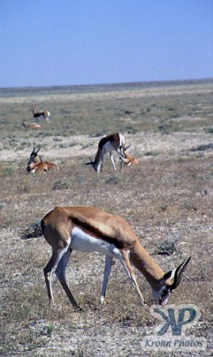 cd110-s09.jpg - Springbok