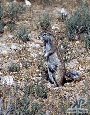 cd110-s10.jpg - Ground Squirrel