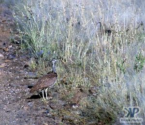 cd110-s20.jpg - Bustard