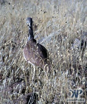 cd110-s21.jpg - Bustard