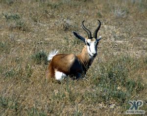 cd12-s08.jpg - Springbok