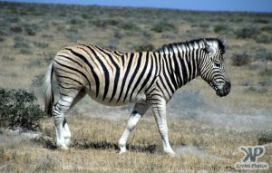 cd12-s09.jpg - Zebra