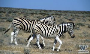 cd12-s10.jpg - Zebras