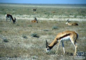 cd12-s14.jpg - Springbok