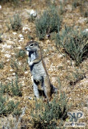 cd12-s15.jpg - Ground Squirrel