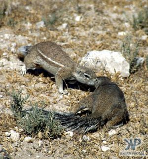 cd12-s17.jpg - Ground Squirrels