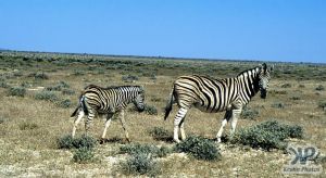 cd12-s18.jpg - Zebras