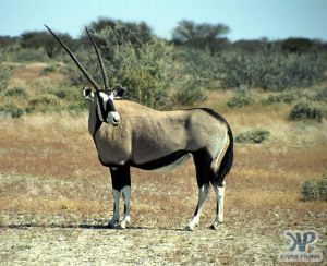 cd12-s20.jpg - Oryx