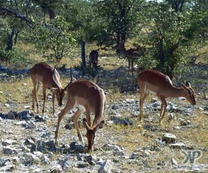 cd12-s29.jpg - Impalas