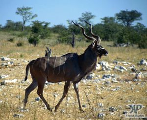 cd12-s33.jpg - Greater Kudu (Tragelaphus strepsiceros)