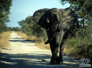 cd13-s09.jpg - Elephant