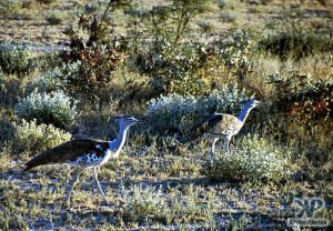 cd13-s12.jpg - Bustard