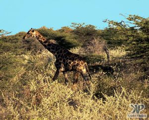 cd13-s13.jpg - Giraffe