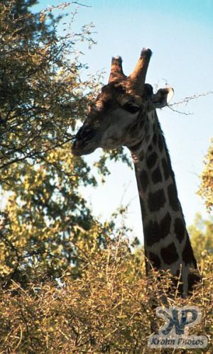 cd13-s16.jpg - Giraffe