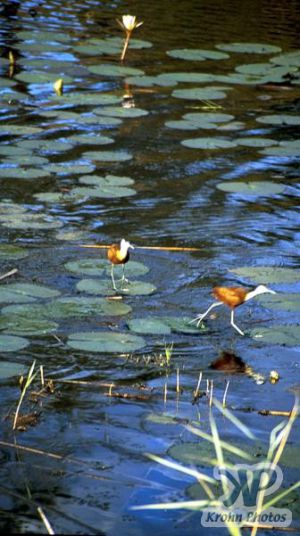 cd13-s18.jpg - African Jacana (Actophilornis africana)