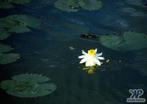 cd13-s19.jpg - Waterlily