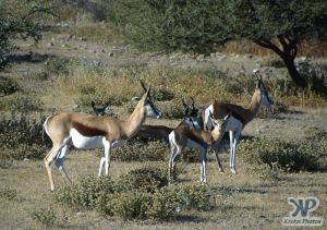 cd13-s22.jpg - Springbok