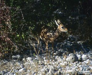 cd13-s23.jpg - Damara Dik-Dik