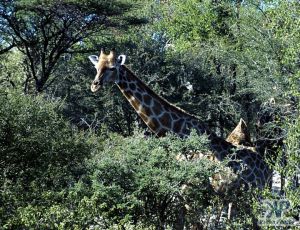 cd13-s24.jpg - Giraffe