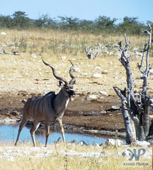 cd13-s28.jpg - Greater Kudu (Tragelaphus strepsiceros)