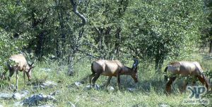 cd13-s36.jpg - Hartebeest