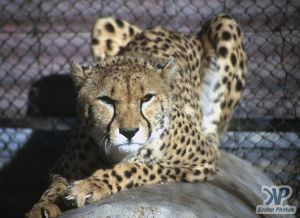 cd14-s04.jpg - Cheetah