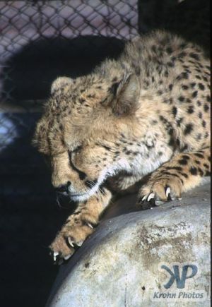 cd14-s05.jpg - Cheetah