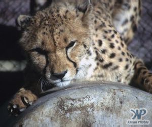 cd14-s07.jpg - Cheetah