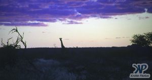 cd14-s08.jpg - African sunset