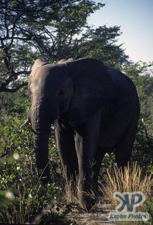 cd14-s25.jpg - Elephant