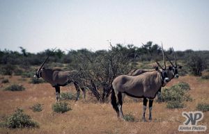 cd14-s33.jpg - Oryx